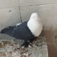 کله سفید وصده کاکلی|پرنده|سبزوار, شهرک صنعتی فرودگاه|دیوار