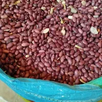 لوبیا قرمز امسالی