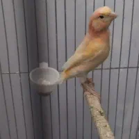 ماده‌درشت‌اماده