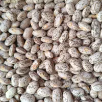 لوبیا چیتی