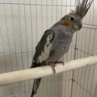 عروس هلندی|پرنده|تهران, منیریه|دیوار