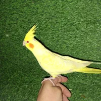 عروس هلندی لوتینو دونخور سرلاکی