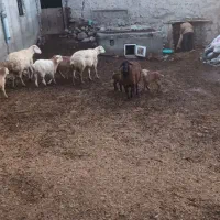 گوسفند برهدار|حیوانات مزرعه|مشگین شهر, |دیوار