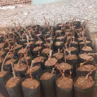 گلدانی زرشک|گل و گیاه طبیعی|زهان, |دیوار