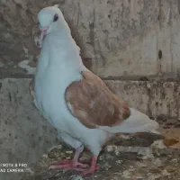 تهرانی و دوکت