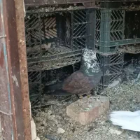 کبوتر گم شده