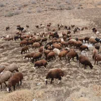 بره ماده شیشک|حیوانات مزرعه|زاغه, |دیوار