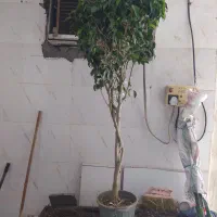 گل و گیاه بنجامین ابلق|گل و گیاه طبیعی|اهواز, سیصد دستگاه|دیوار