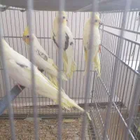عروس هلندی ومرغ عشق پروانه ای|پرنده|آذرشهر, |دیوار