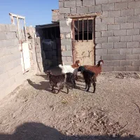 بزغاله 4ماه