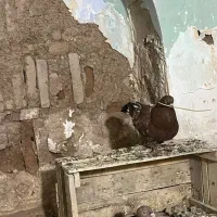 تاپ نر ماده با جوجه|پرنده|اهواز, آریاشهر|دیوار