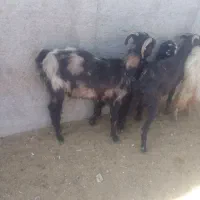 چهار عدد بز به فروش میرسد