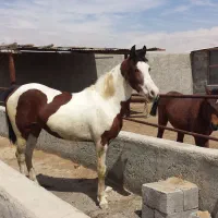 اجاره دامداری و فعالیت صنعتی