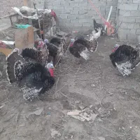 بوقلمون|حیوانات مزرعه|محمدیار, |دیوار