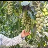نهالستان|خدمات باغبانی و درختکاری|اصفهان, مصلی|دیوار