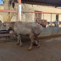 قوچ چینی|حیوانات مزرعه|چگنی, |دیوار