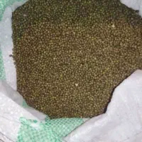 برنج تارم هاشمی تازه برداشت بهترین پخت با ماش ریز|حراج|دهدشت, |دیوار