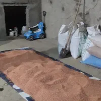 گندم بذری اصلاح شده دیم|عمده‌فروشی|فامنین, |دیوار