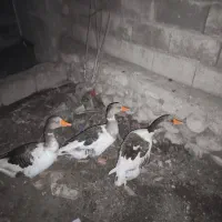 غاز|حیوانات مزرعه|خورموج, |دیوار