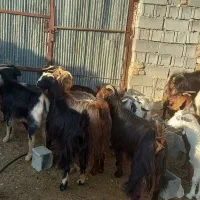 بز داشتی