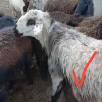 قوچ|حیوانات|مشهد, شهید بهشتی|دیوار