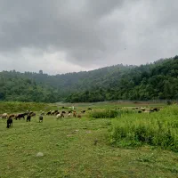 تور شمال .بابلسر .پارک جنگلی نور .دریاچه الیمالات|تور و چارتر|نیشابور, مدرس|دیوار