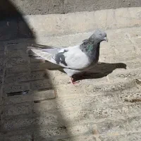 کفتر ماده پر چش میشی