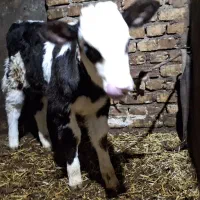 گوساله ماده سیمینتال|حیوانات مزرعه|مهربان, |دیوار