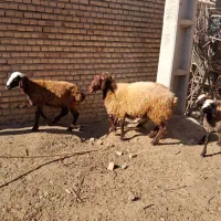 بره نر جوان|حیوانات مزرعه|مینودشت, |دیوار