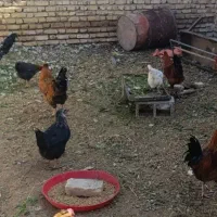 خروس خونگی بالغ جوان|پرنده|خاتم, |دیوار