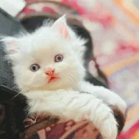 گربه پرشین ماده دوماهه