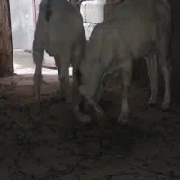 دوتا‌تروشت‌فروشی