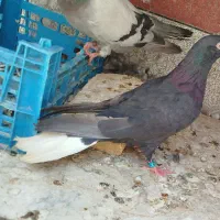 ی اصفهانی دم سفید صاف