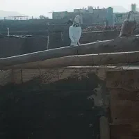 یگ‌جفت طوق سرخ جفت نر بازی کن