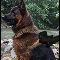 پیدا کردن جفت