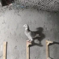 کبوتر آلمانی