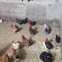 مرغ و نیمچه