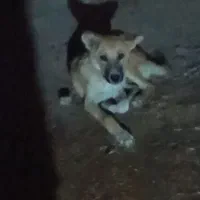 توله سگ خراسان