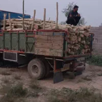 برش و خرید چوب|خدمات باغبانی و درختکاری|اندیمشک, |دیوار