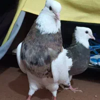 کبوتر طوقی