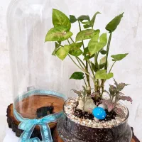 باکس گل طبیعی پیوندی از عشق و طبیعت
