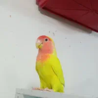 طوطی برزیلی صحیح وسالم