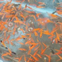 ماهی قرمز جا ندارم