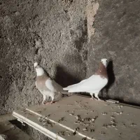 کبوتر طوقی نهبندان|پرنده|نهبندان, |دیوار