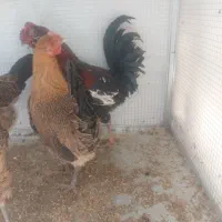 مرغ و خروس|حیوانات مزرعه|شیراز, کوشک میدان|دیوار