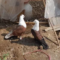 فروش کبوتر کربلایی کله سفید|پرنده|انبارآلوم, |دیوار