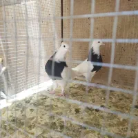 کبوتر طوقی سیاه مهر