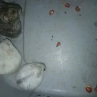 همستر|موش و خرگوش|دهدشت, |دیوار