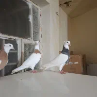 کفتر رنکی|پرنده|اهواز, بیست متری شهرداری|دیوار