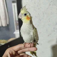 عروس هلندی رام|پرنده|هشتگرد, مدرس|دیوار